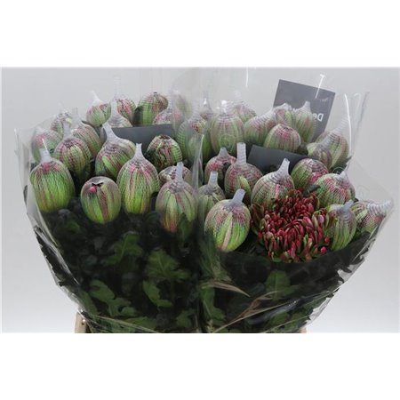 Marjetka deco Antonov Dyed hydrangea c469