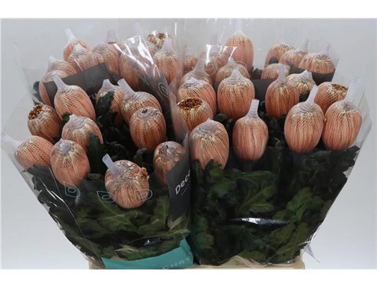 Marjetka deco Antonov Dyed Latte c470