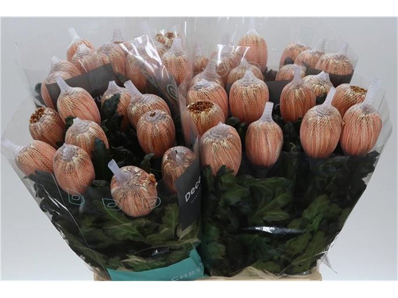 Marjetka deco Antonov Dyed Latte c470