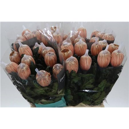 Marjetka deco Antonov Dyed Latte c470