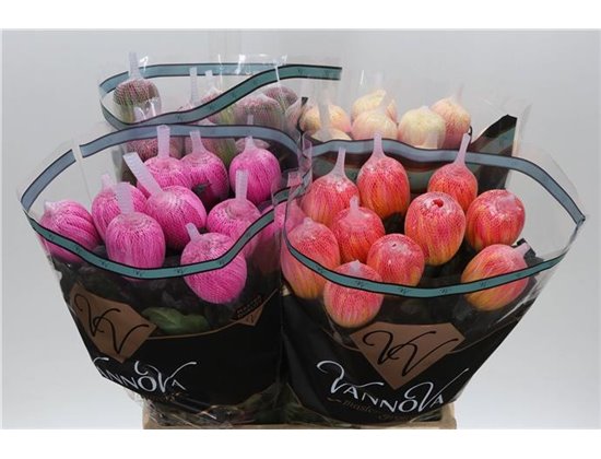 Marjetka deco Antonov Dyed Mixed c472