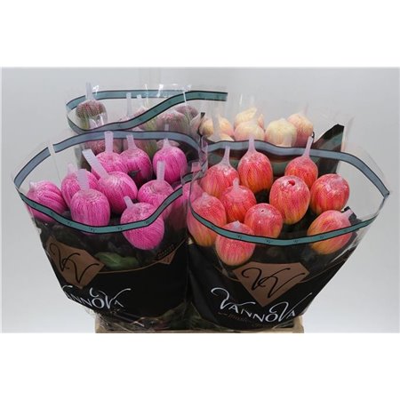 Marjetka deco Antonov Dyed Mixed c472