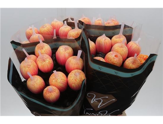 Marjetka deco Antonov Dyed Soft Peach c480