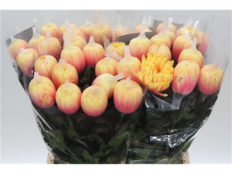 Marjetka deco Antonov Dyed Sunshine c481