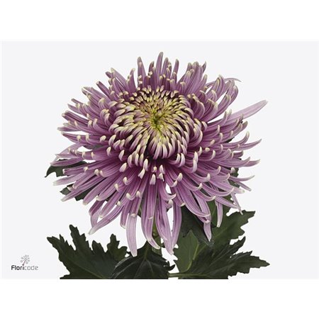 Marjetka deco Antonov Dyed Vulcano c483