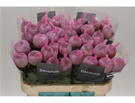 Marjetka deco Couture c487