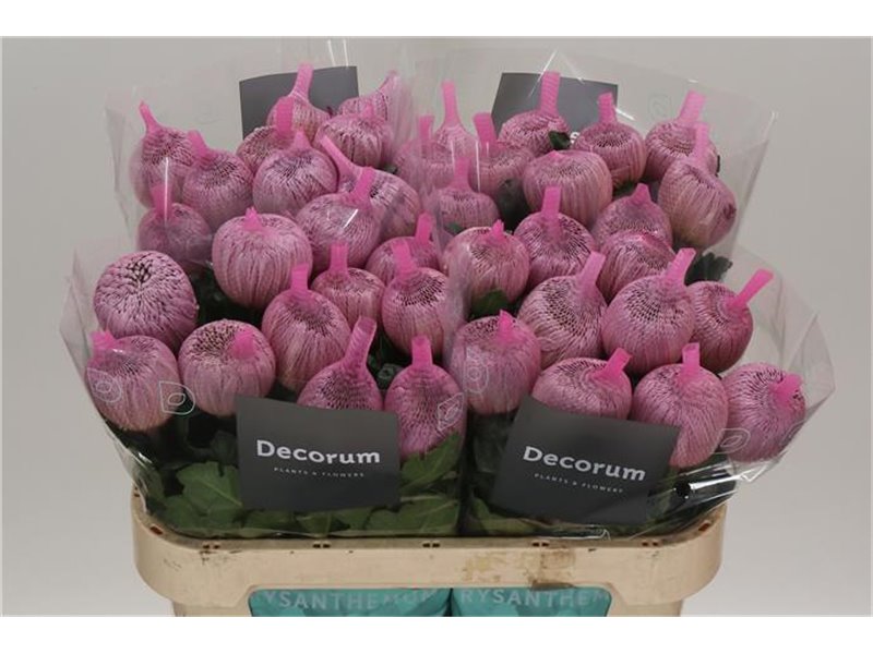 Marjetka deco Couture c487