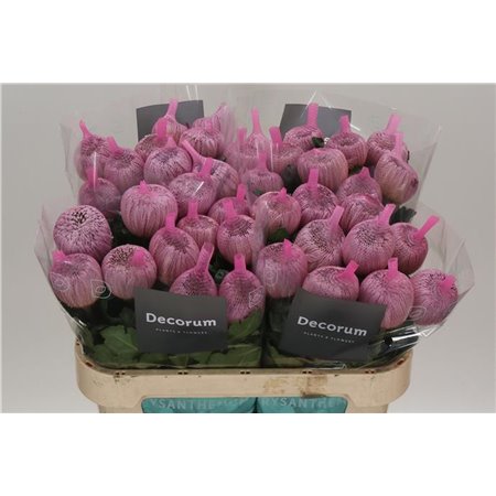 Marjetka deco Couture c487