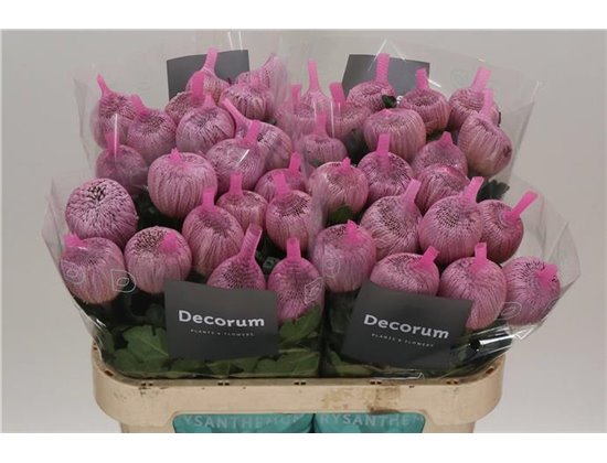 Marjetka deco Couture c489