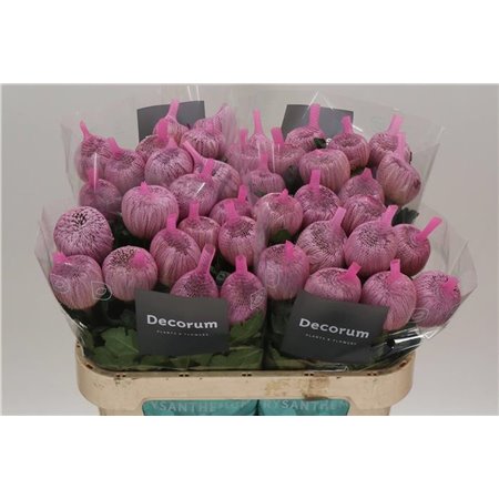 Marjetka deco Couture c489