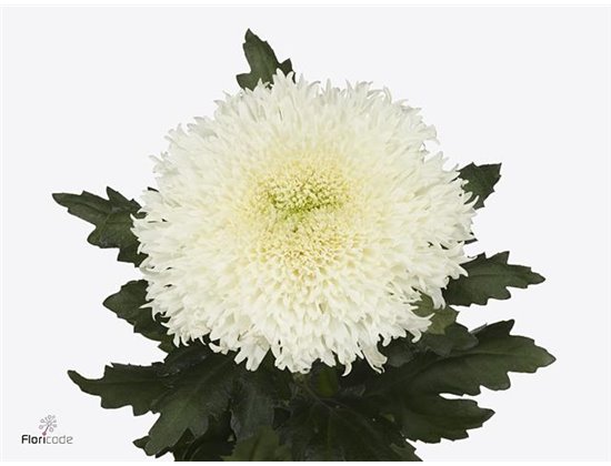 Marjetka deco Etrusko White c490