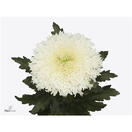 Marjetka deco Etrusko White c490