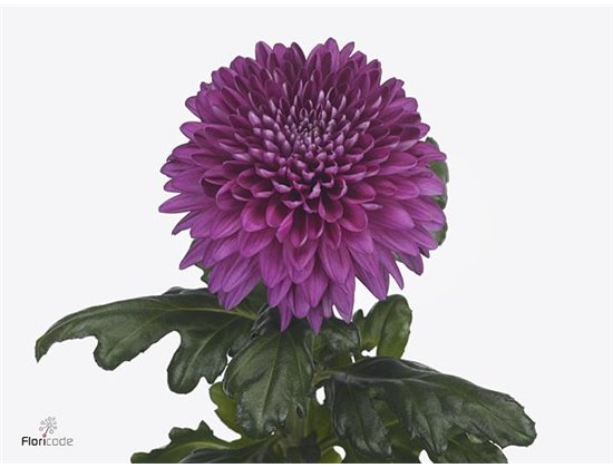 Marjetka deco Kalimba Salmon c492