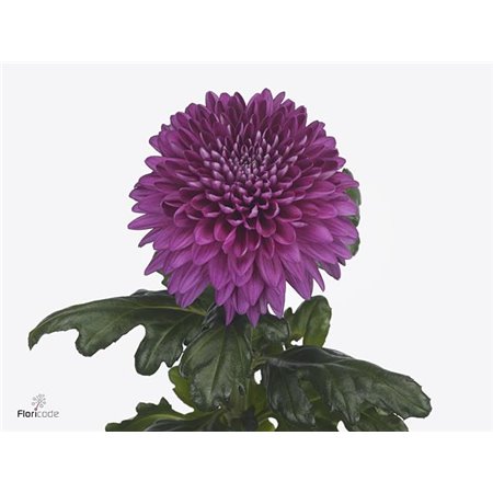 Marjetka deco Kalimba Salmon c492