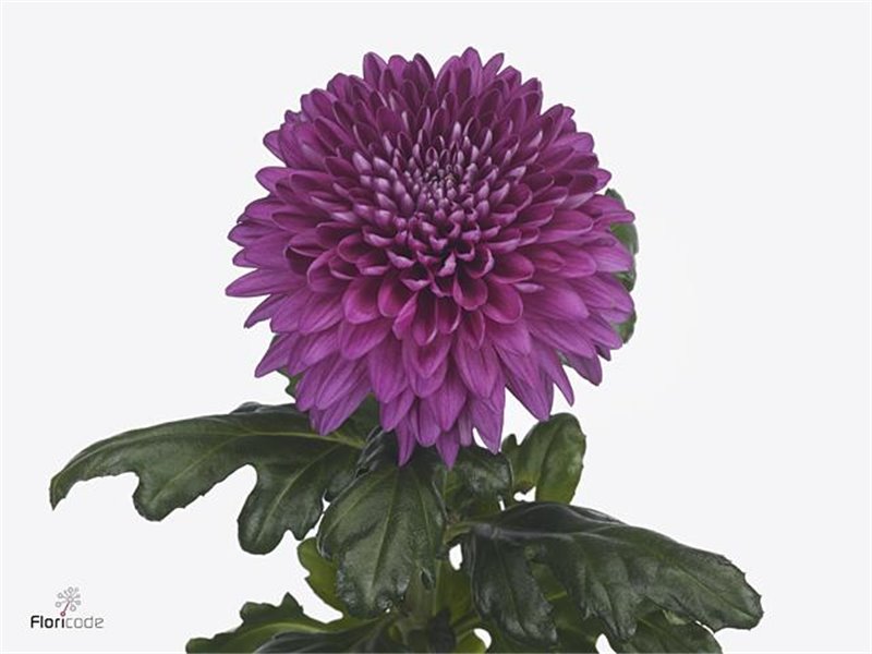 Marjetka deco Lamira c493