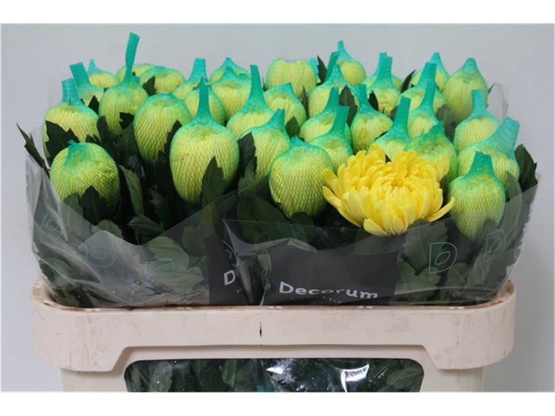 Marjetka deco Maracuja c497