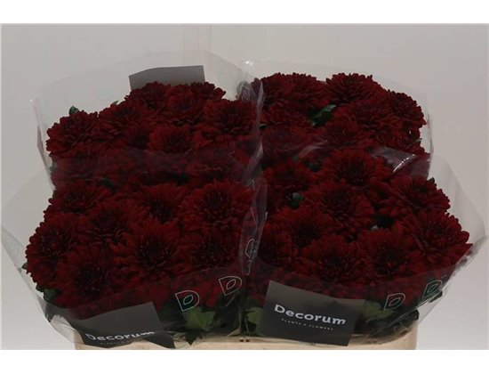 Marjetka deco Monza c499