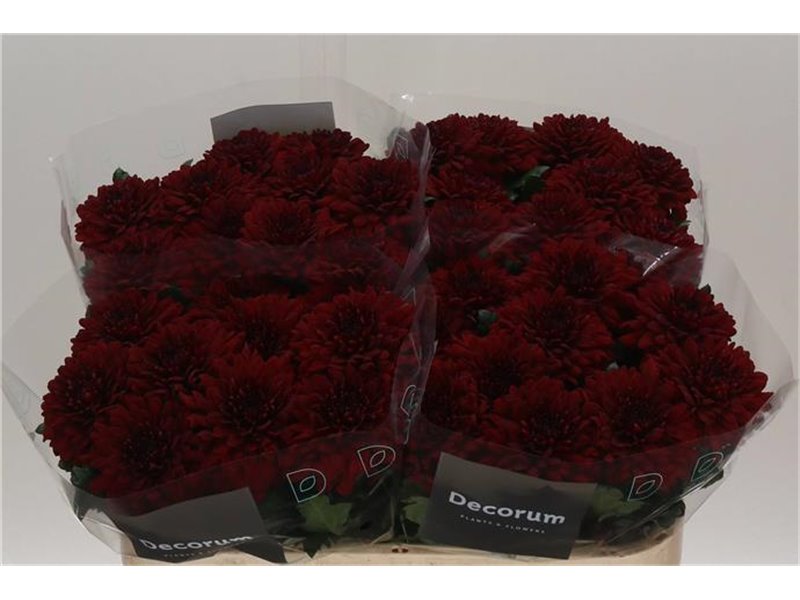 Marjetka deco Monza c499