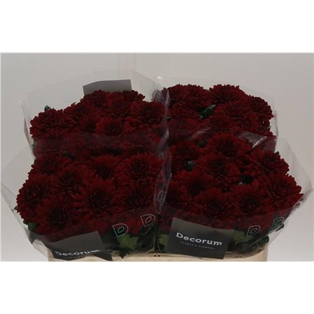 Marjetka deco Monza c499