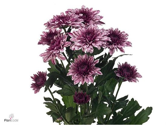 Marjetka deco Pip c500