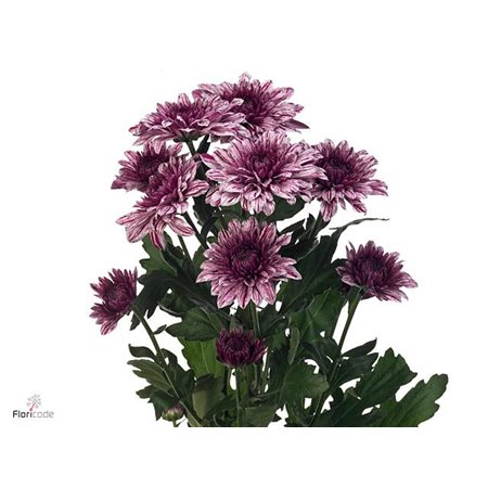 Marjetka deco Pip c500