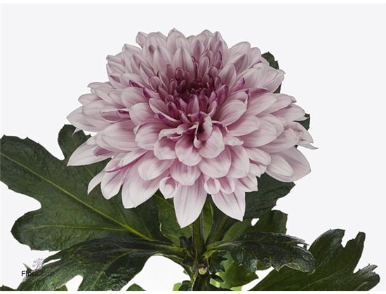 Marjetka deco Pip Pretty c502