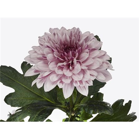 Marjetka deco Pip Pretty c502