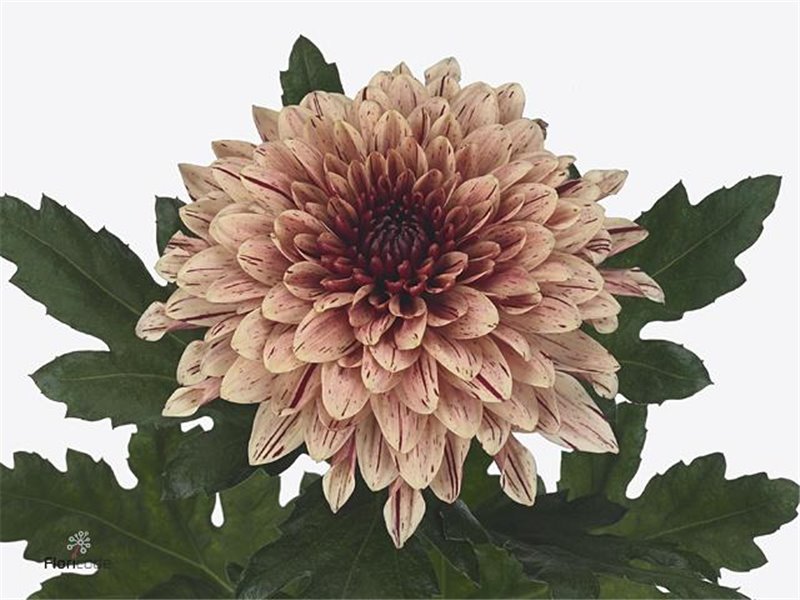 Marjetka deco Pip Salmon c504