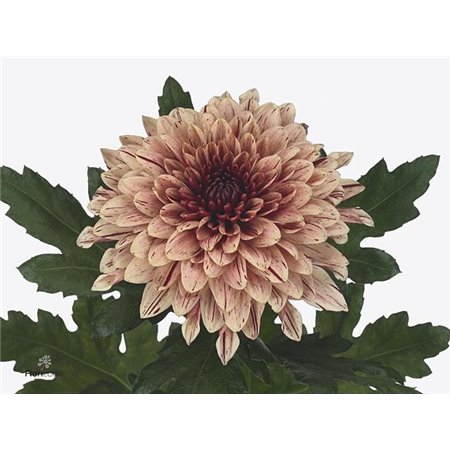 Marjetka deco Pip Salmon c504