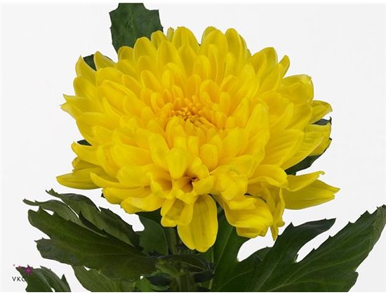 Marjetka deco Pip Salmon c505