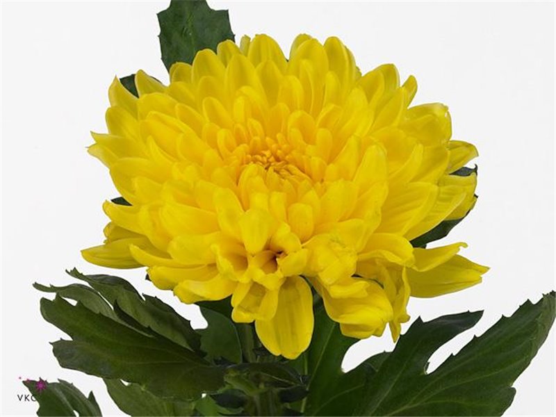 Marjetka deco Pip Salmon c505