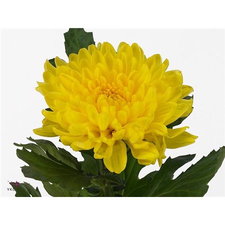 Marjetka deco Pjotr c506