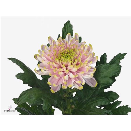 Marjetka deco Ross Charlotte c507