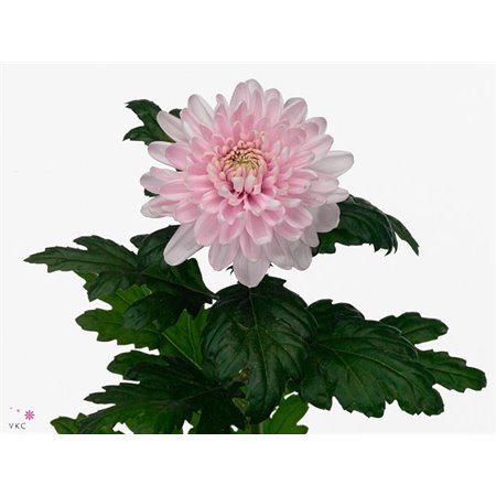 Marjetka deco Ross Charlotte c508