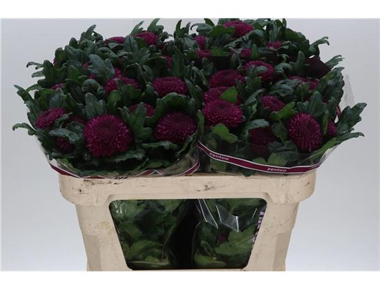 Marjetka deco Rossano c509