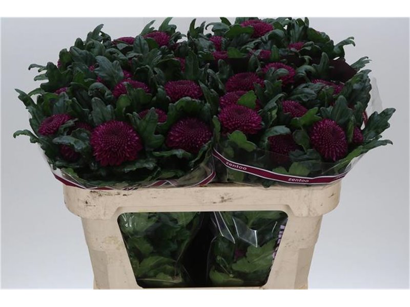 Marjetka deco Rossano c509