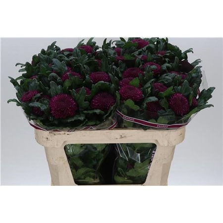 Marjetka deco Roxo c510