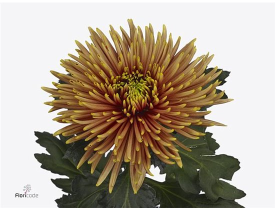 Marjetka deco Saffina Dark c511