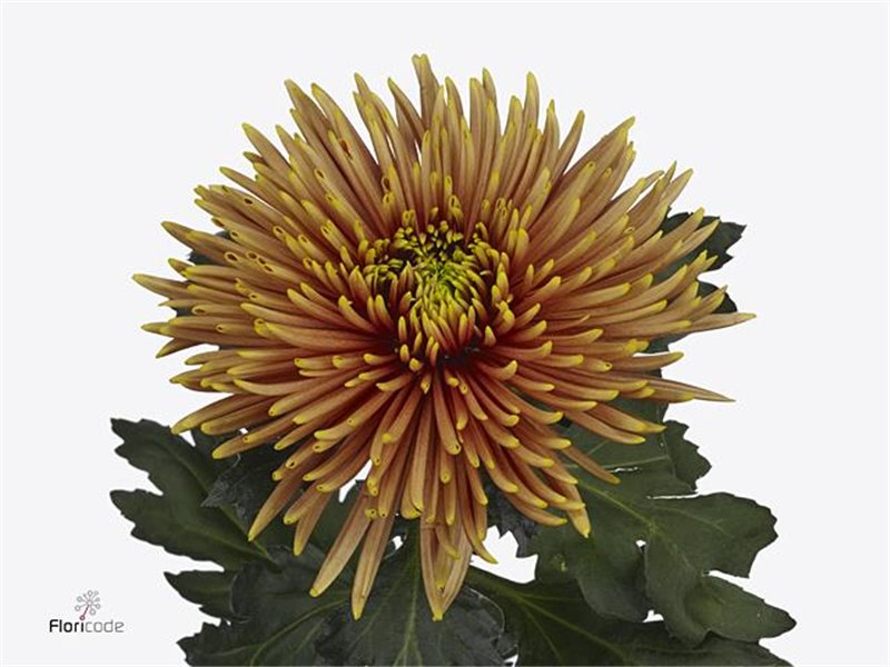 Marjetka deco Saffina Dark c511