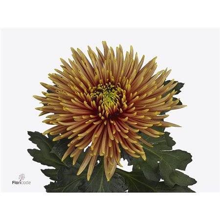 Marjetka deco Saffina Dark c511