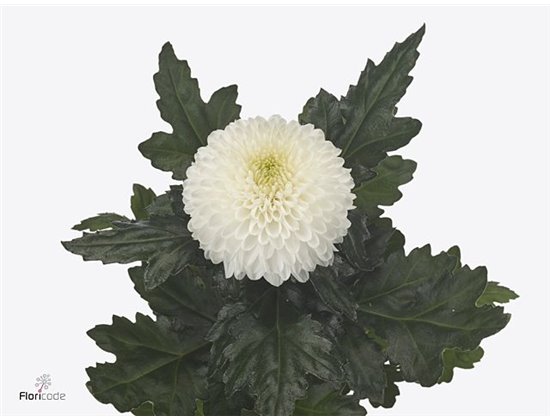 Marjetka deco Saffina Dark c512