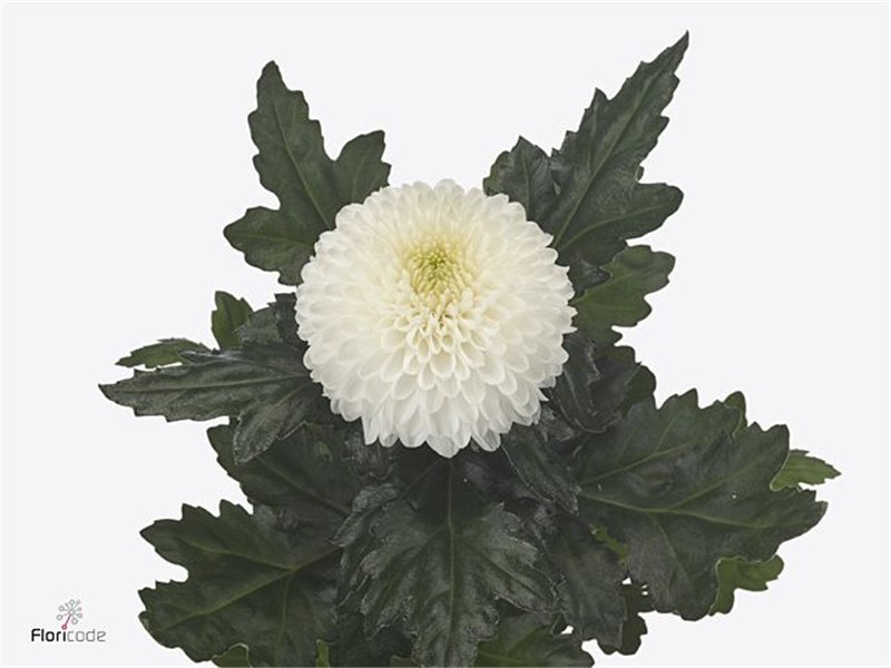 Marjetka deco Saffina Dark c512