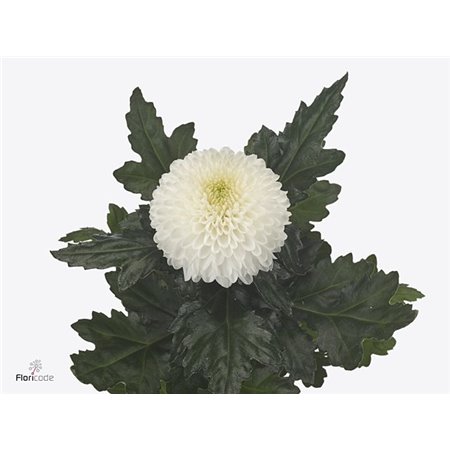 Marjetka deco Saffina Dark c512