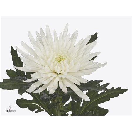 Marjetka deco Superbowl c514