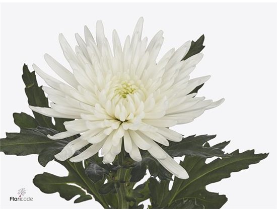 Marjetka deco Topspin c515