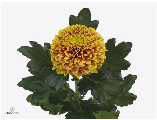 Marjetka deco Tropicana c516