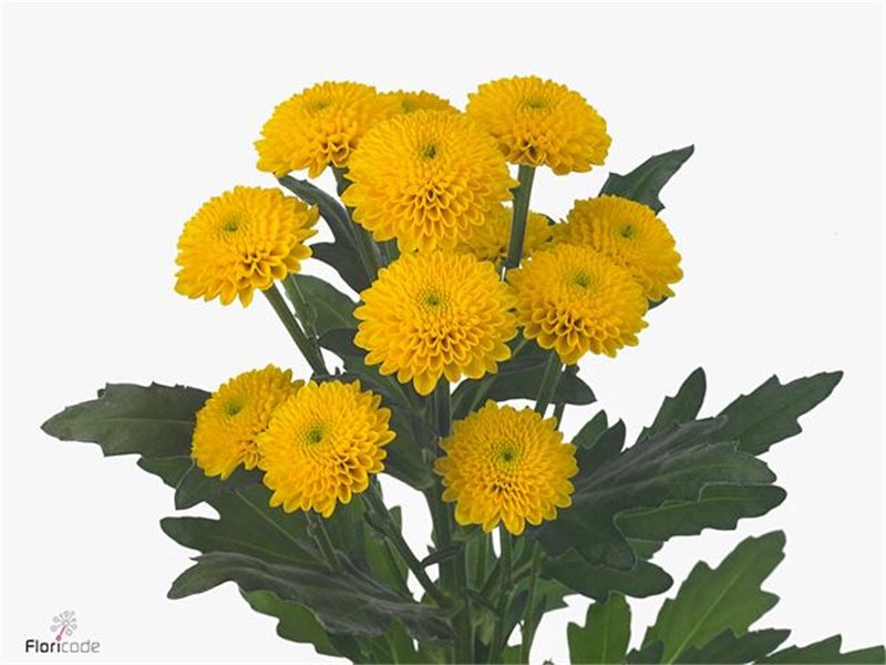 Marjetka santini Aurinko c517