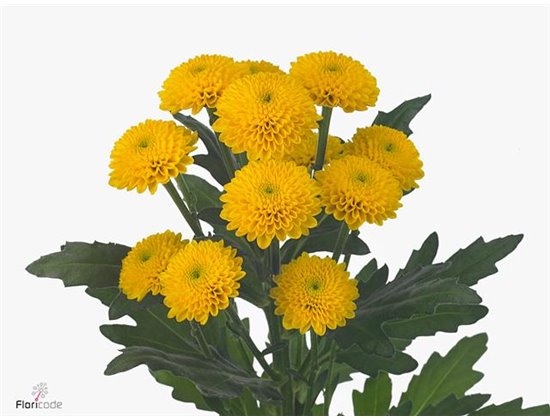 Marjetka santini Aurinko X L c518