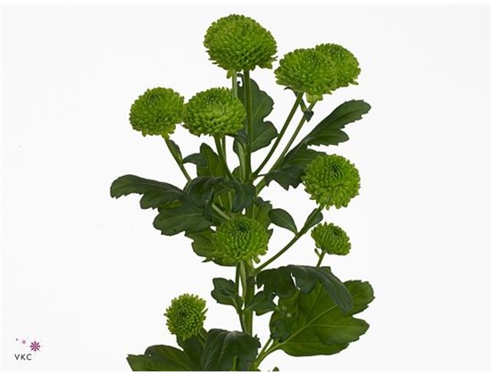 Marjetka santini Aurinko X L c519