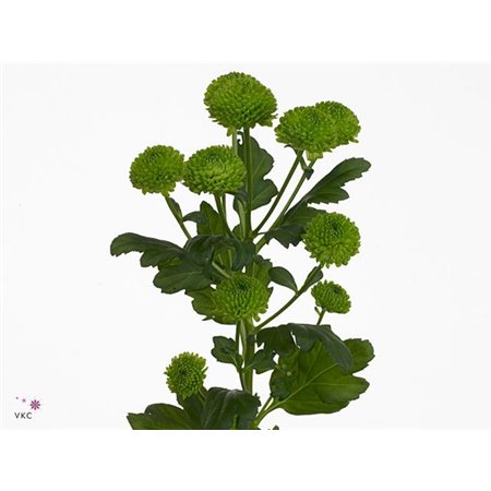 Marjetka santini Country c520